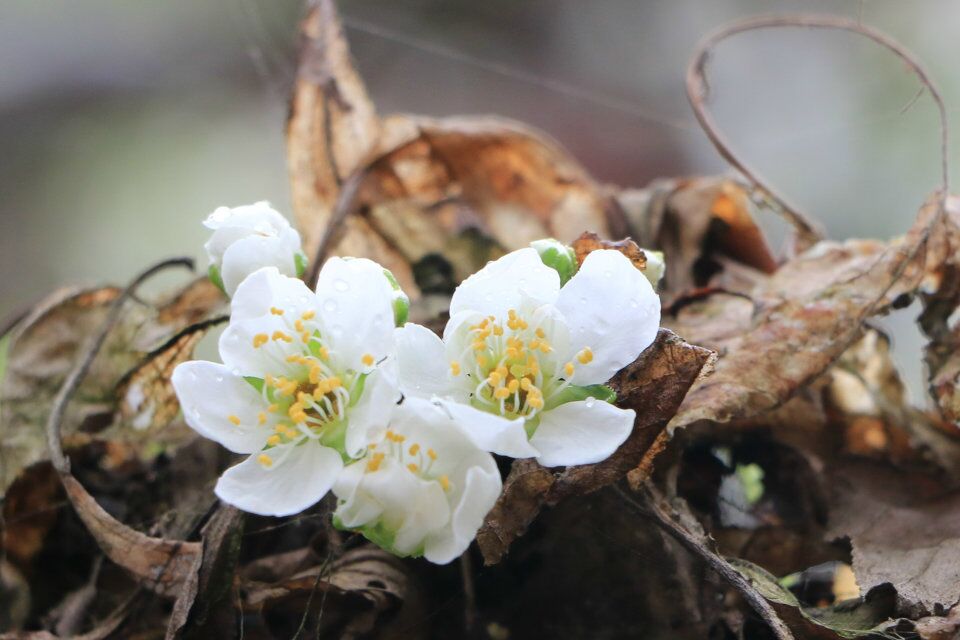 qq图片20180313180457 qq图片20180313180457